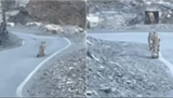 In rare moment, travellers spot snow leopard on Spiti Valley road